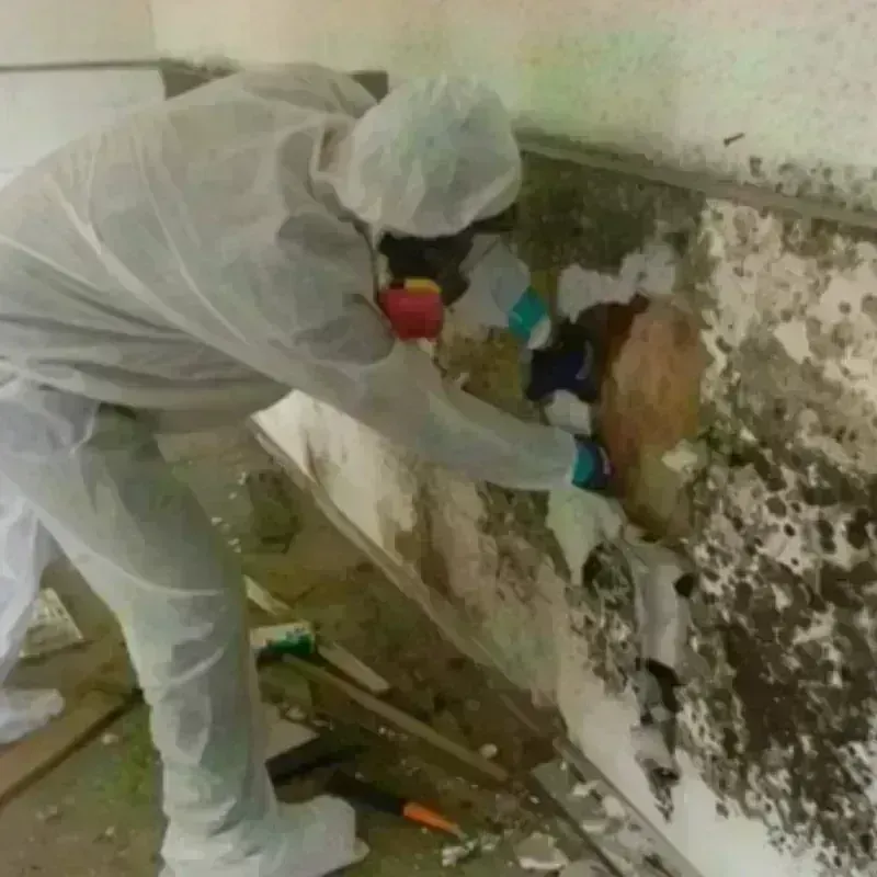 Mold Remediation and Removal in Charlotte, TN